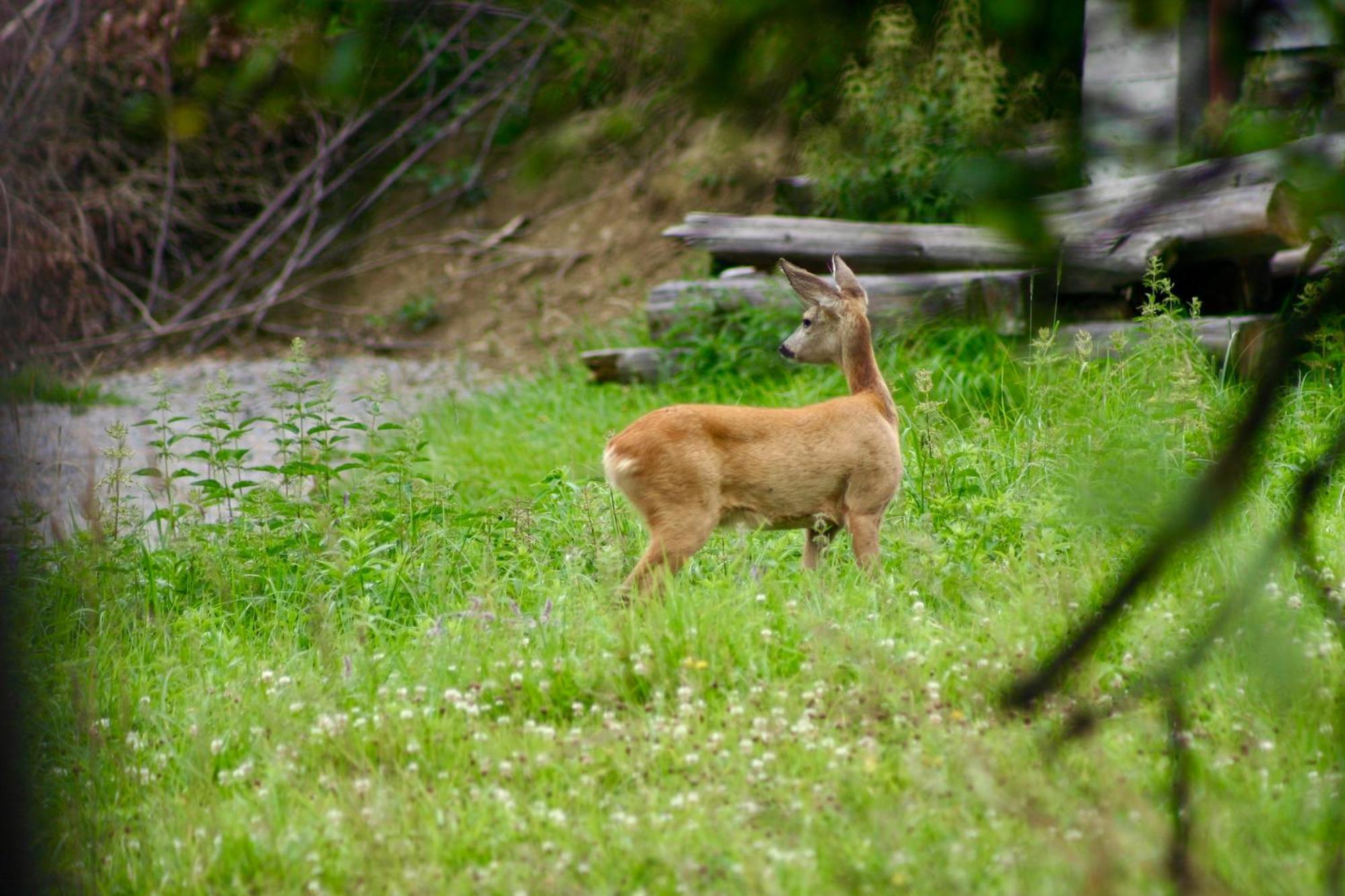 Black Deer - Z Sauna Na Tarasie, Jacuzzi I Widokiem Na Gory - By Deer Hills Luxury Apartments Kocon Esterno foto