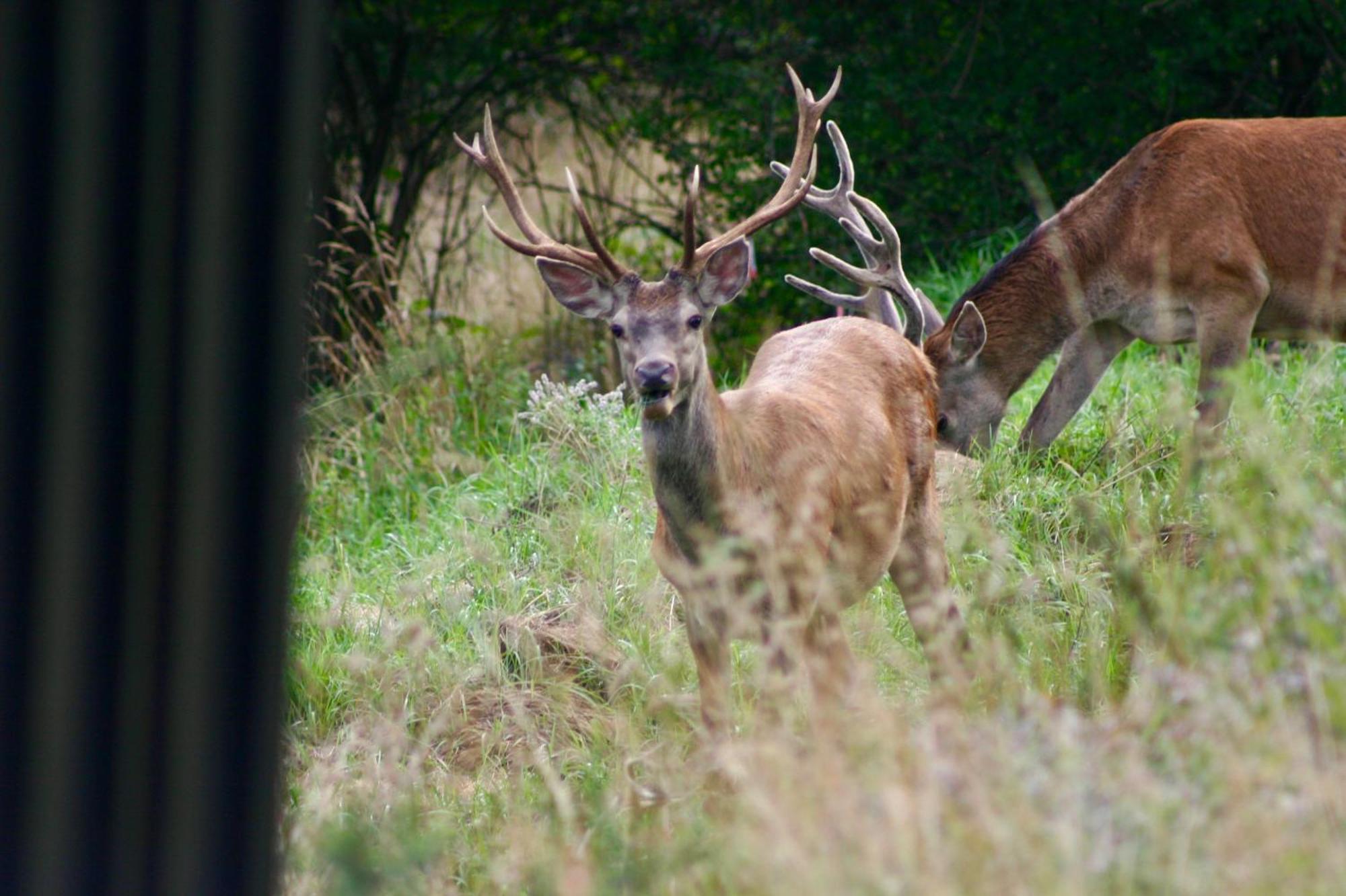 Black Deer - Z Sauna Na Tarasie, Jacuzzi I Widokiem Na Gory - By Deer Hills Luxury Apartments Kocon Esterno foto