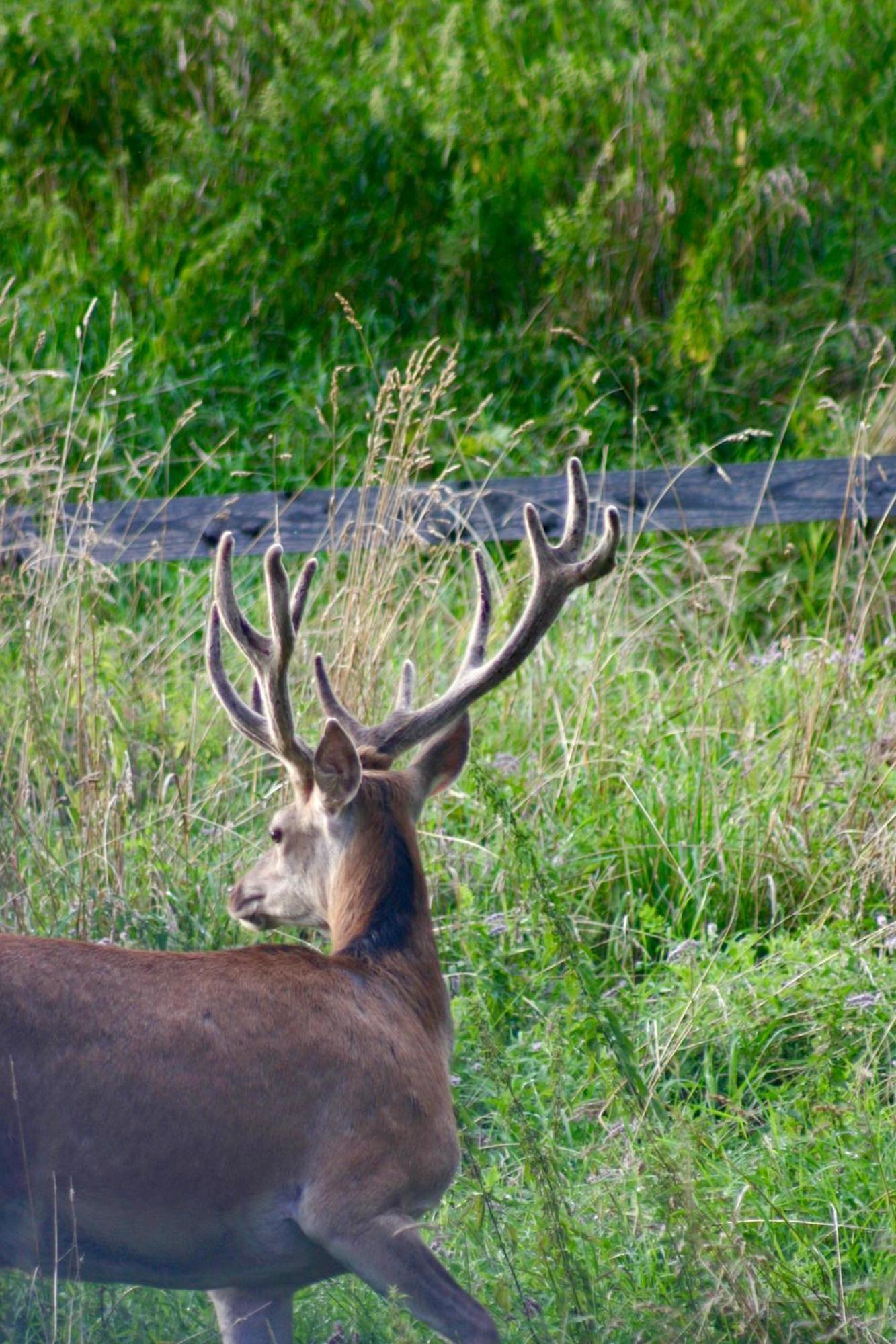 Black Deer - Z Sauna Na Tarasie, Jacuzzi I Widokiem Na Gory - By Deer Hills Luxury Apartments Kocon Esterno foto